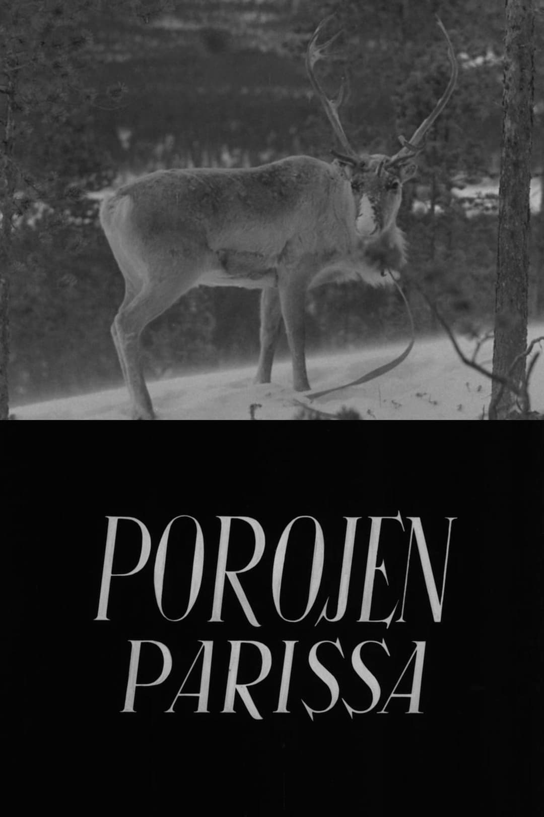 Porojen parissa