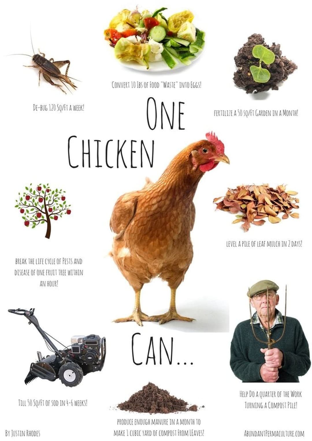 Permaculture Chickens