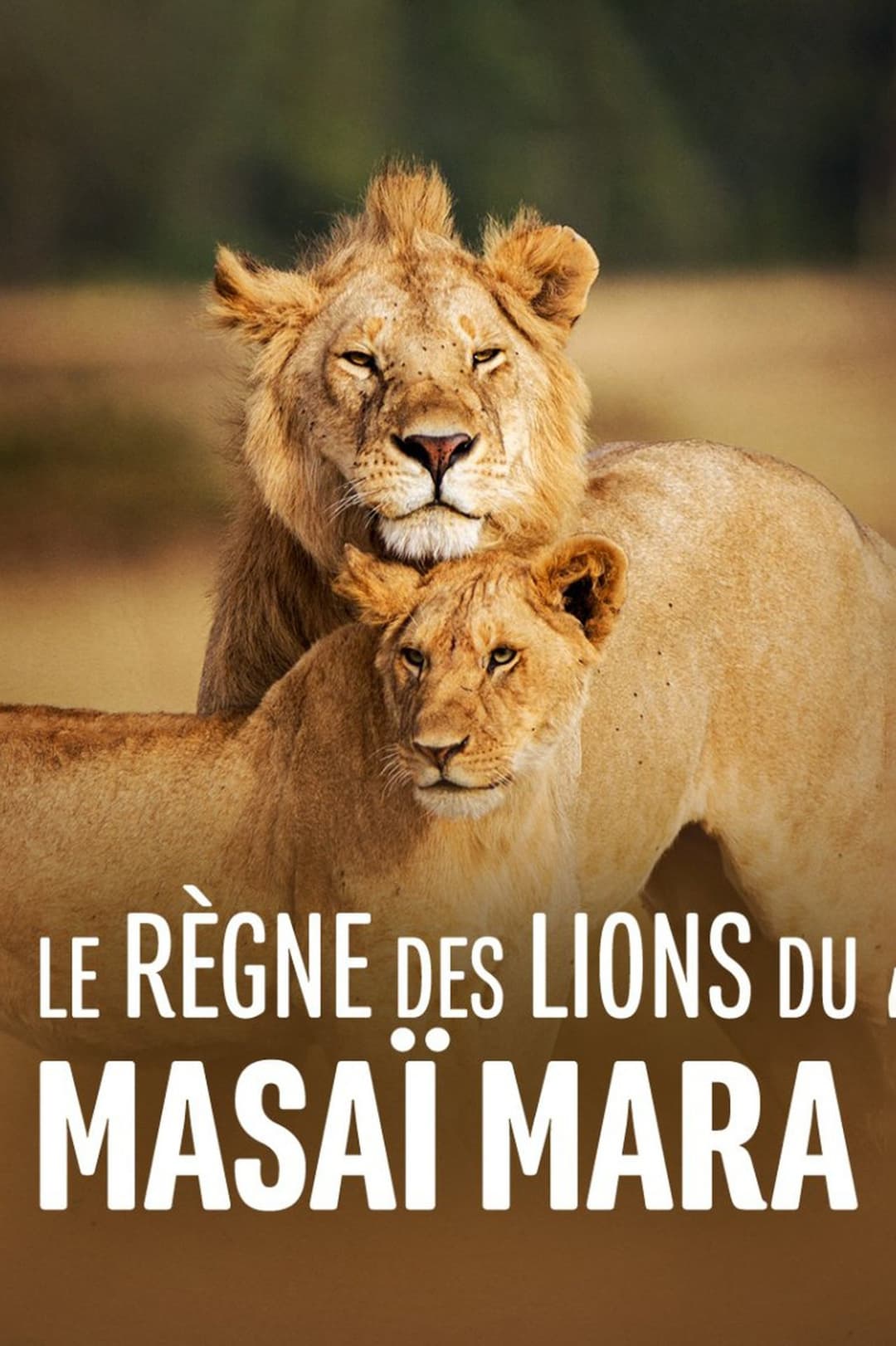 Lion: The Rise and Fall of the Marsh Pride