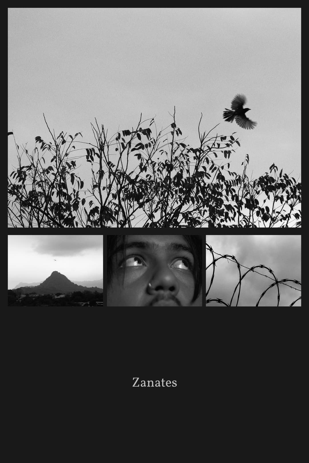 Zanates