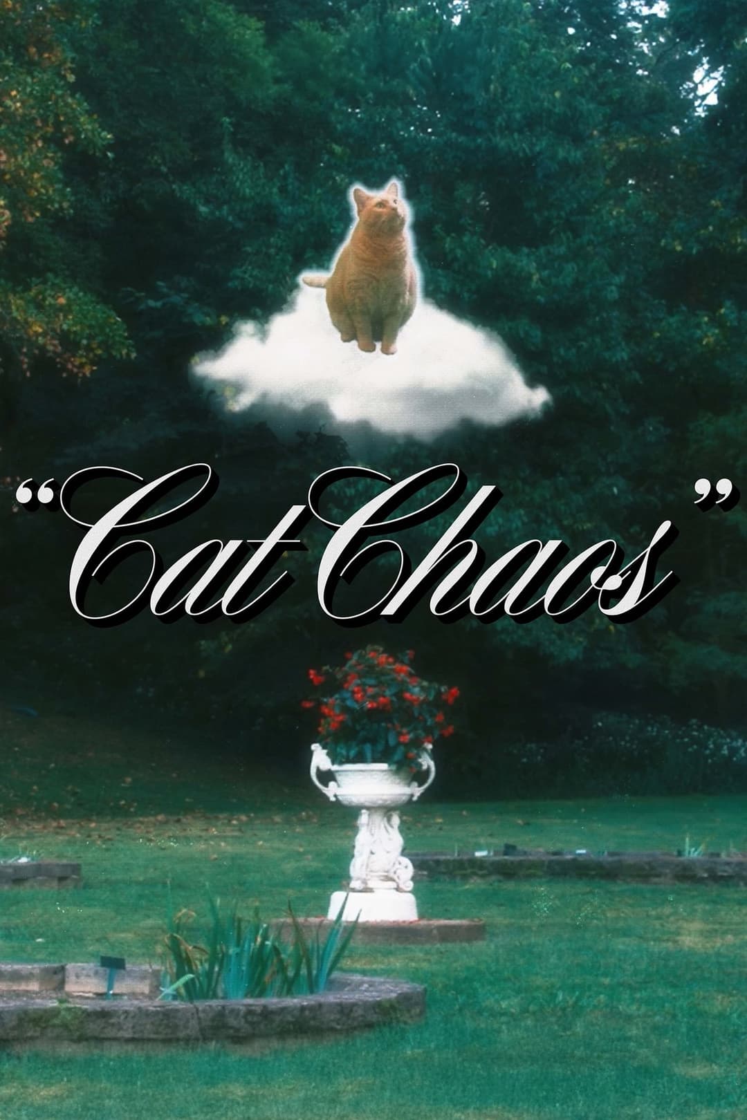Cat Chaos