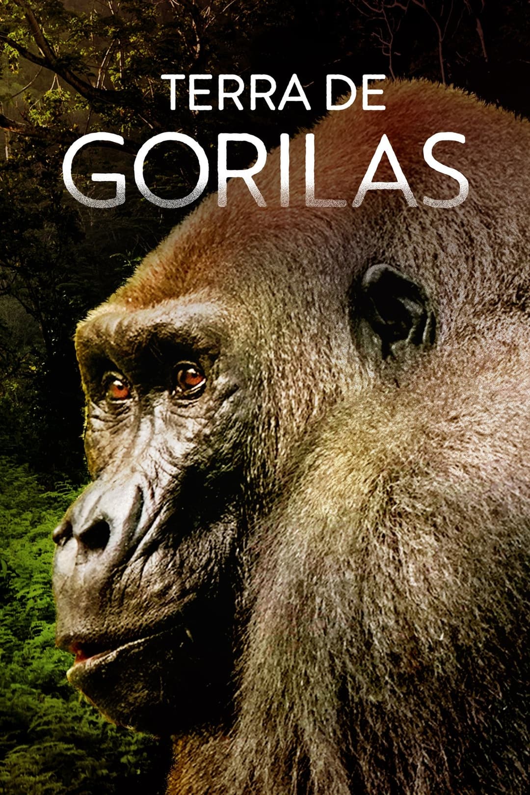 Gorillas Close Up