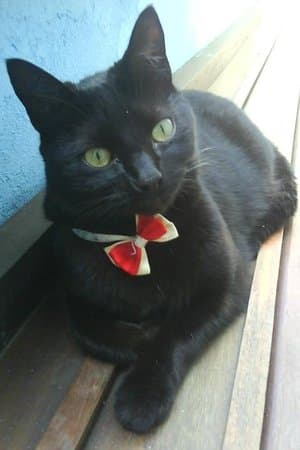 Mini Mulamba