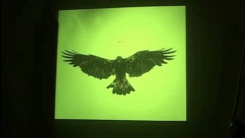 Golden Eagle