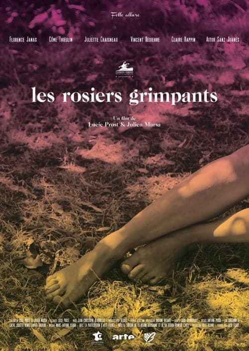 Les rosiers grimpants