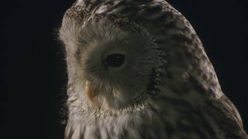 ふくろう