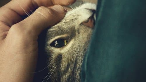 Kater