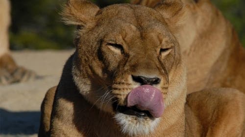 Lioness in Exile