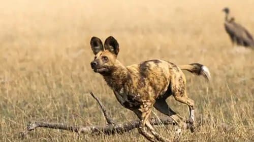 African Adventure: Safari in the Okavango