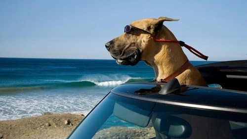 Marmaduke: Khuấy Động Mùa Hè