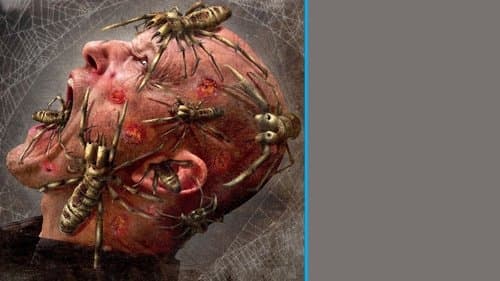 Camel Spiders