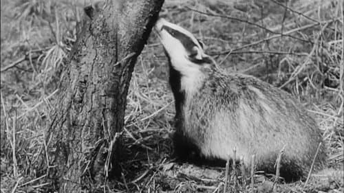 Wisdom of the Wild