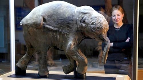 Woolly Mammoth: Secrets from the Ice