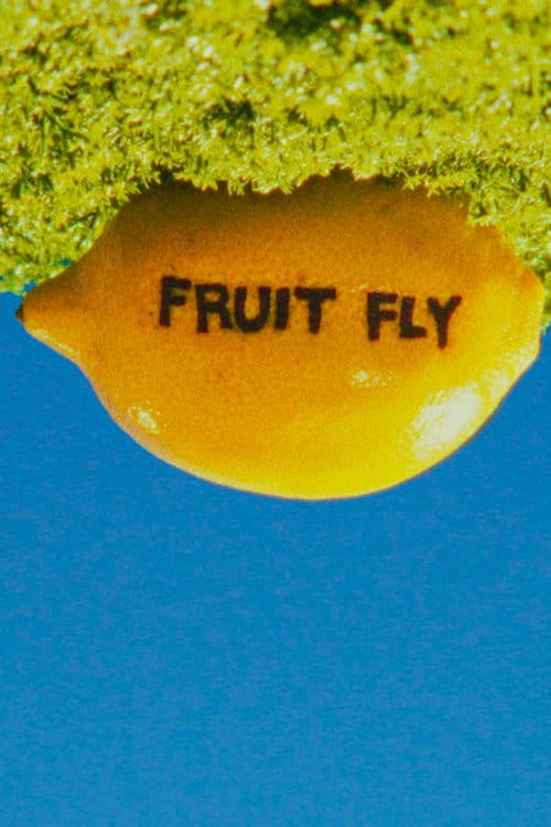 Fruit Fly