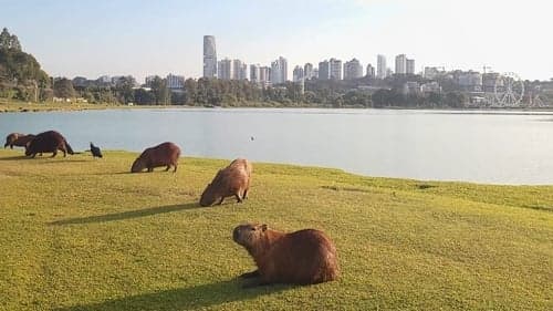 Curitiba: Labirinto Urbano