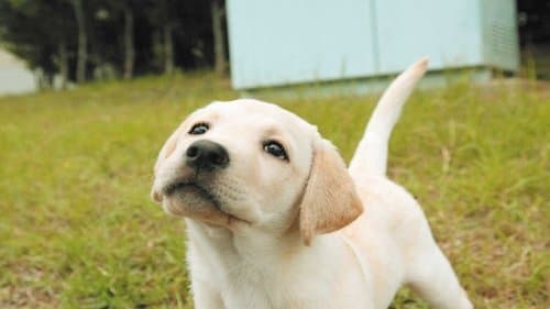きな子〜見習い警察犬の物語