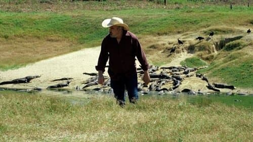 Do Sul, A Vingança