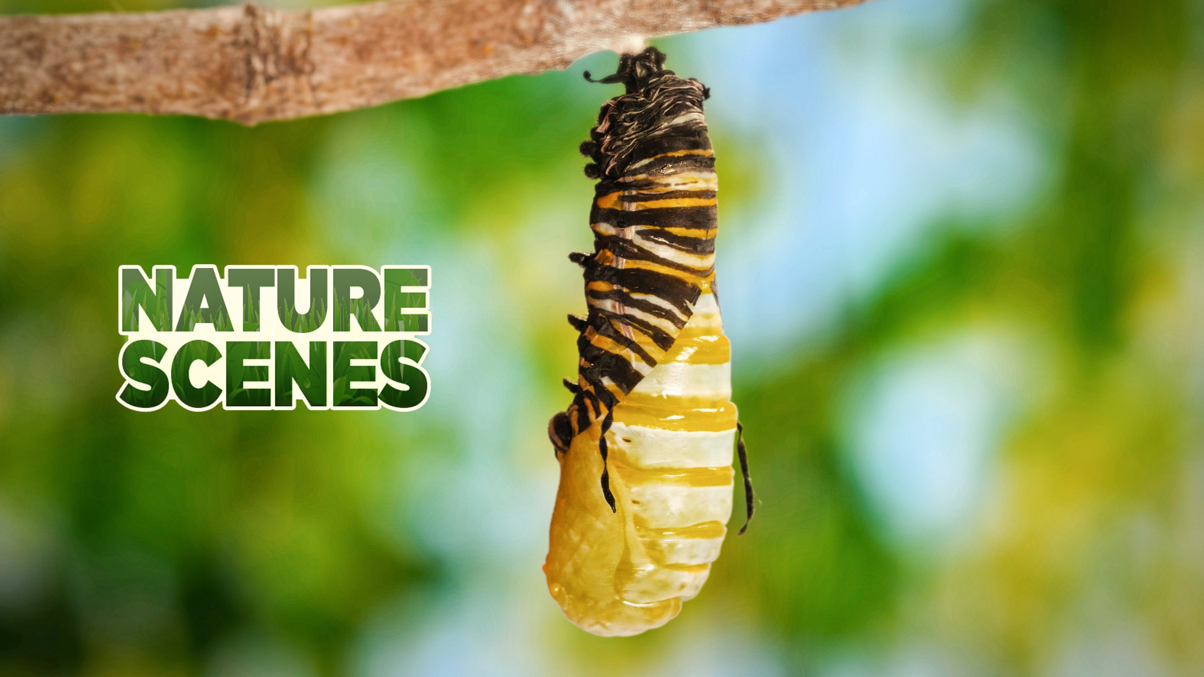 Nature Scenes