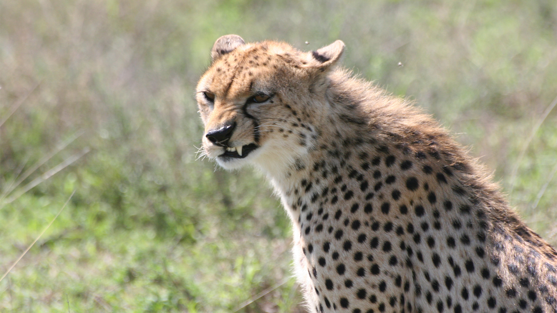 Cheetah Against All Odds