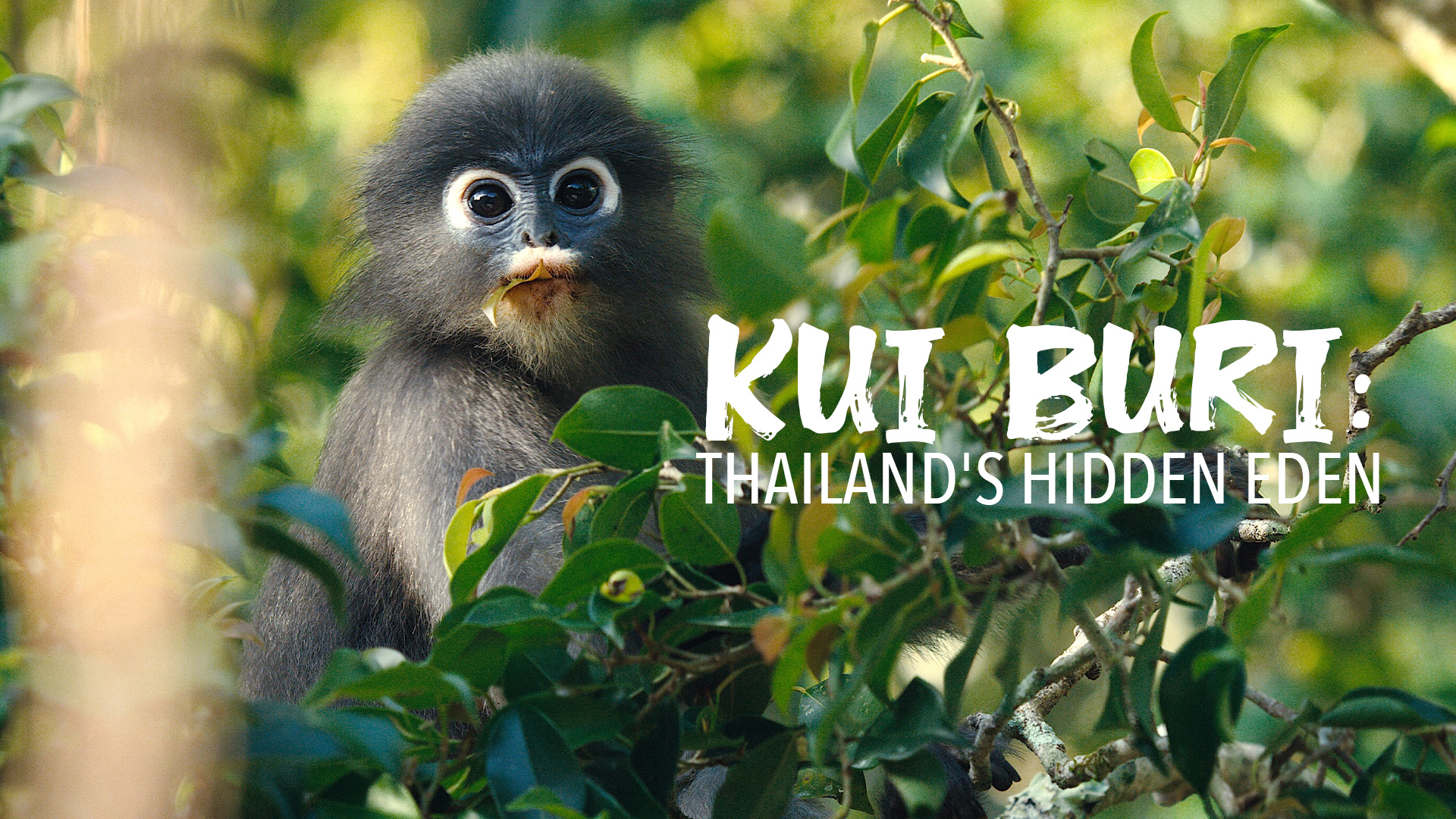Kui Buri: Thailand's Hidden Eden