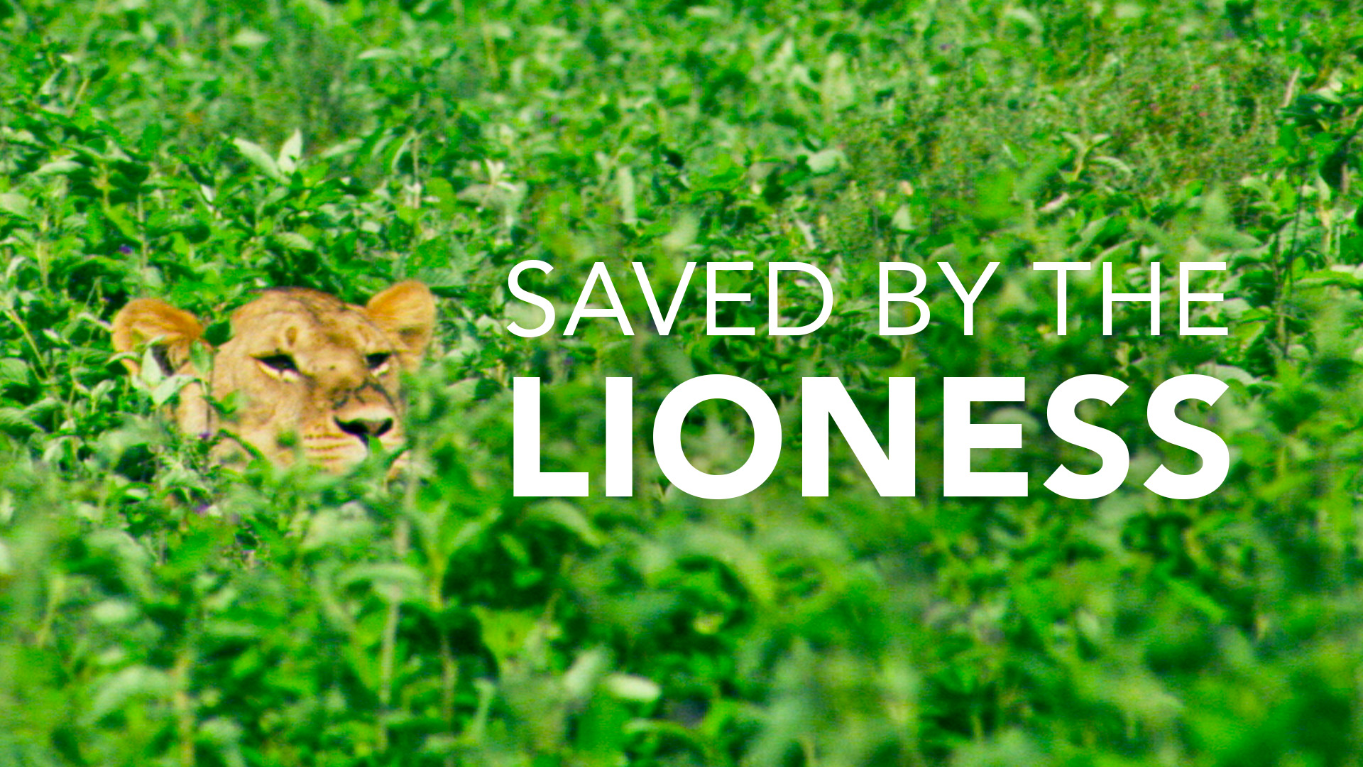 Saved by the Lioness
