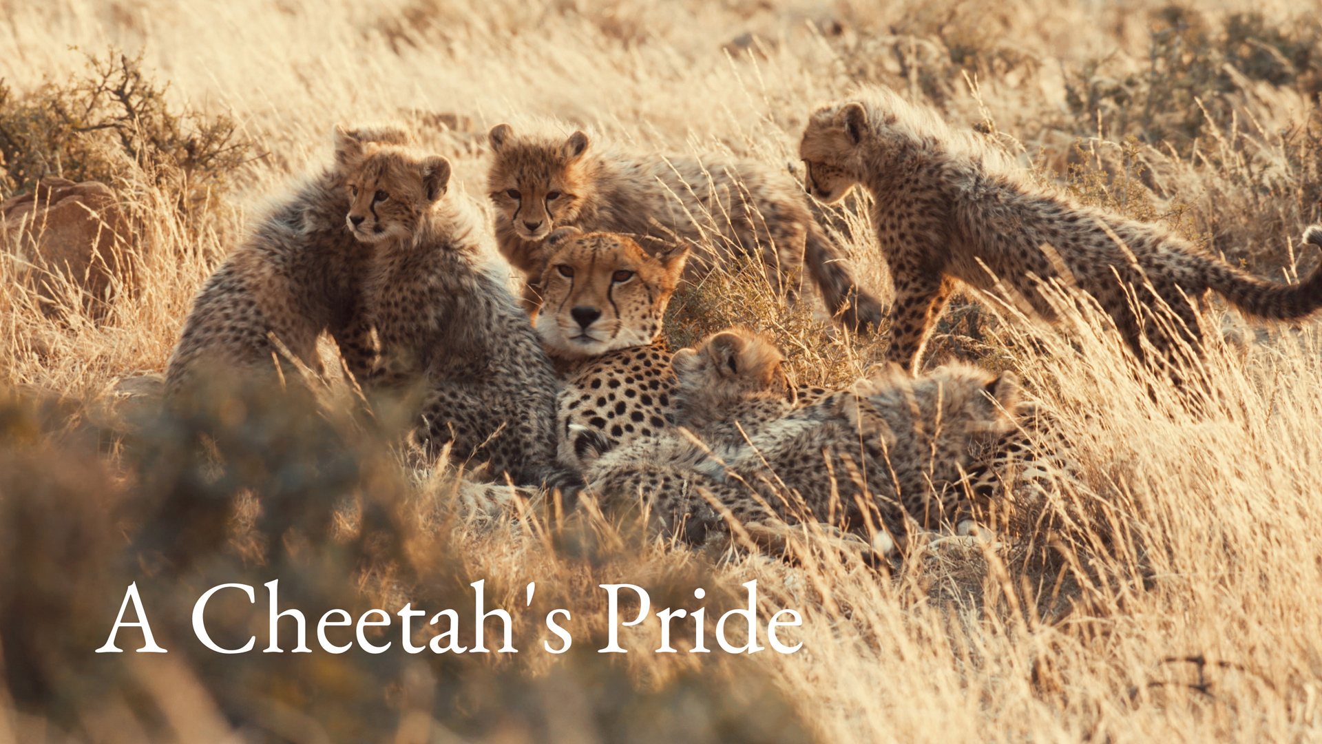 A Cheetah's Pride