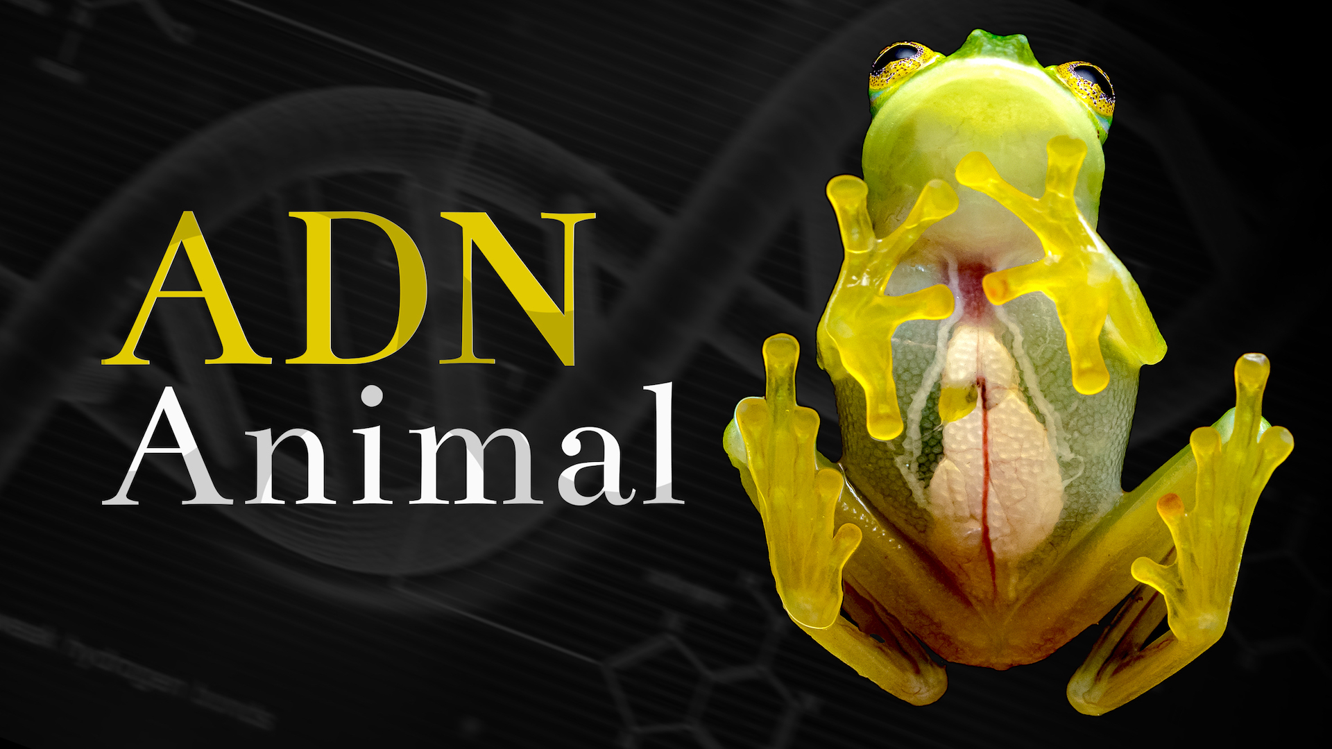 ADN animal