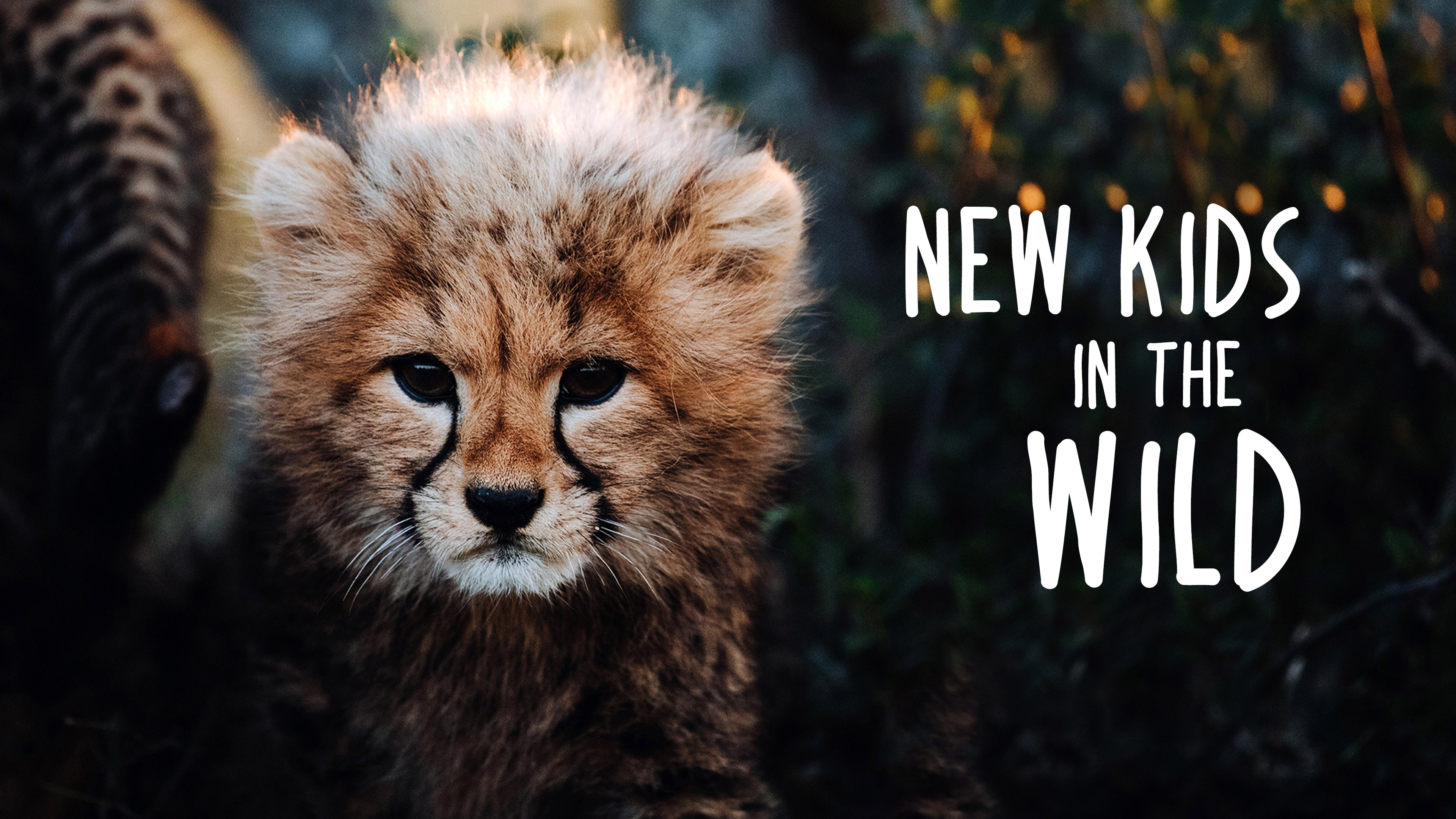 New Kids in the Wild