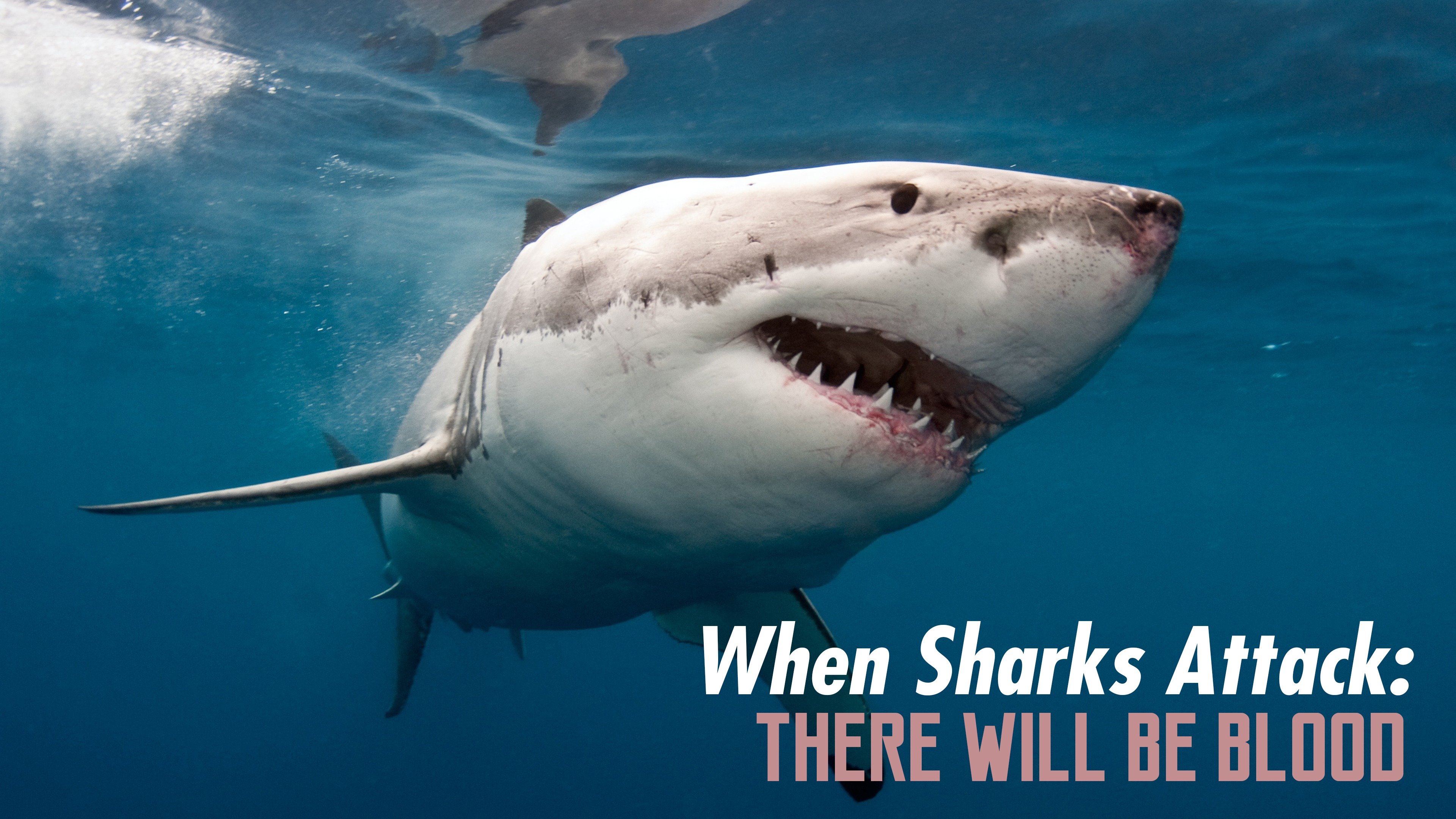 When Sharks Attack: There Will Be Blood