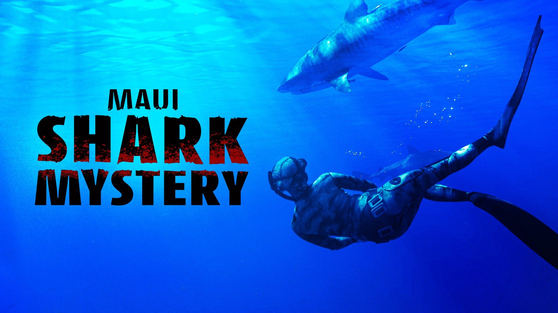 Maui Shark Mystery