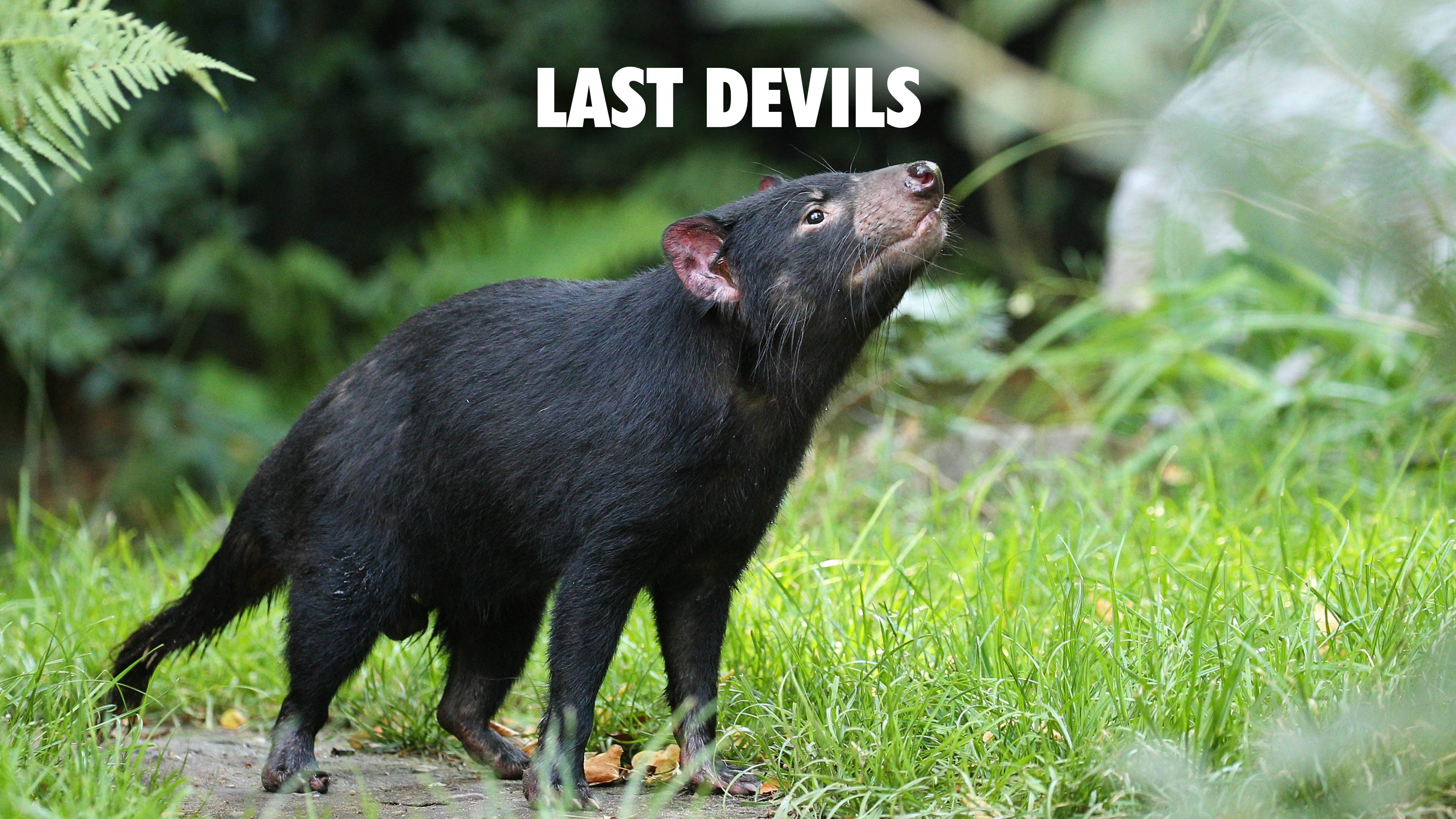 Last Devils
