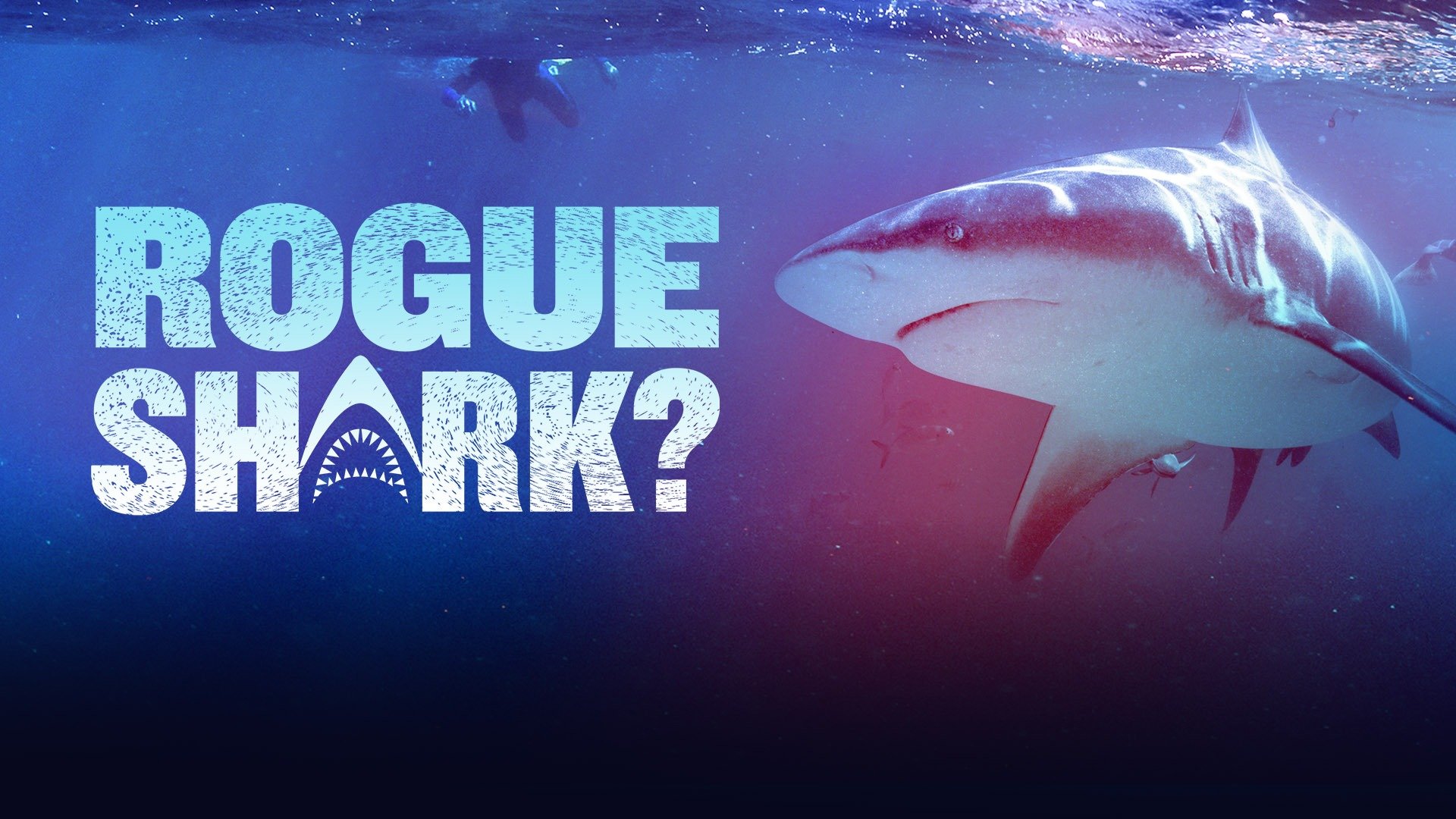 Rogue Shark?