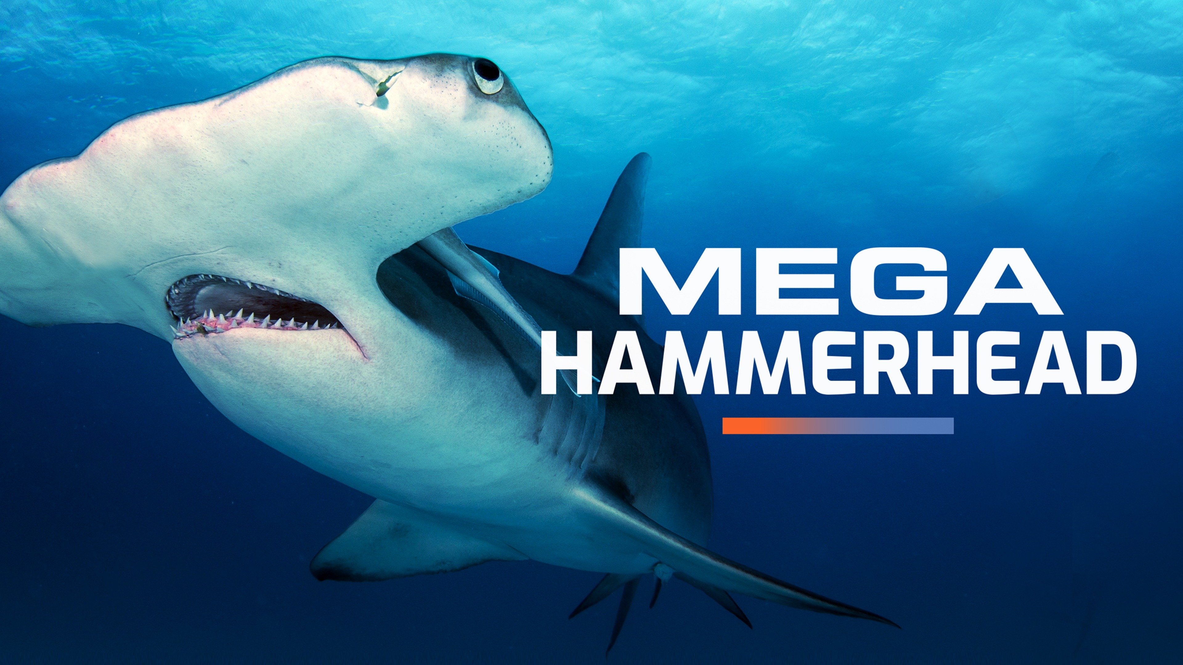 Mega Hammerhead