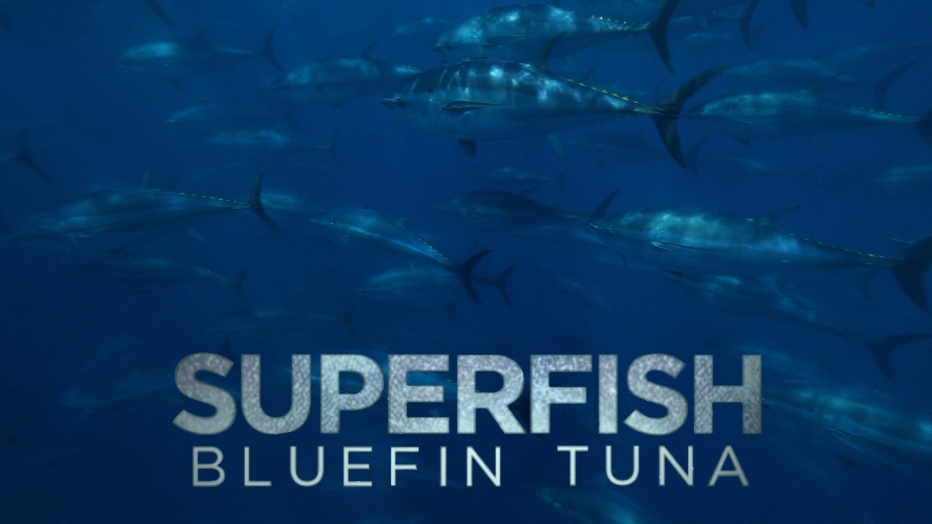 Superfish: Bluefin Tuna