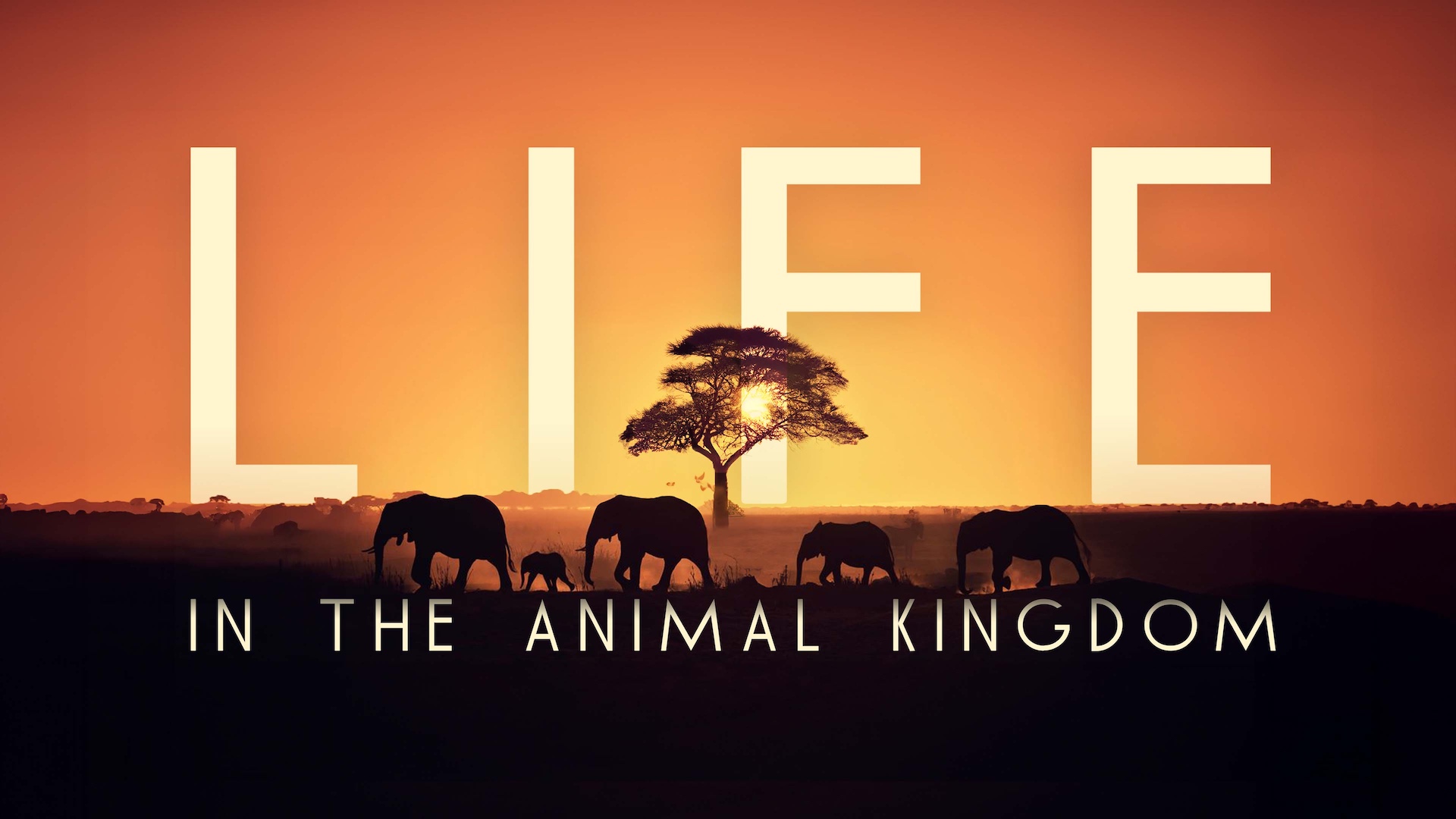 Life in the Animal Kingdom