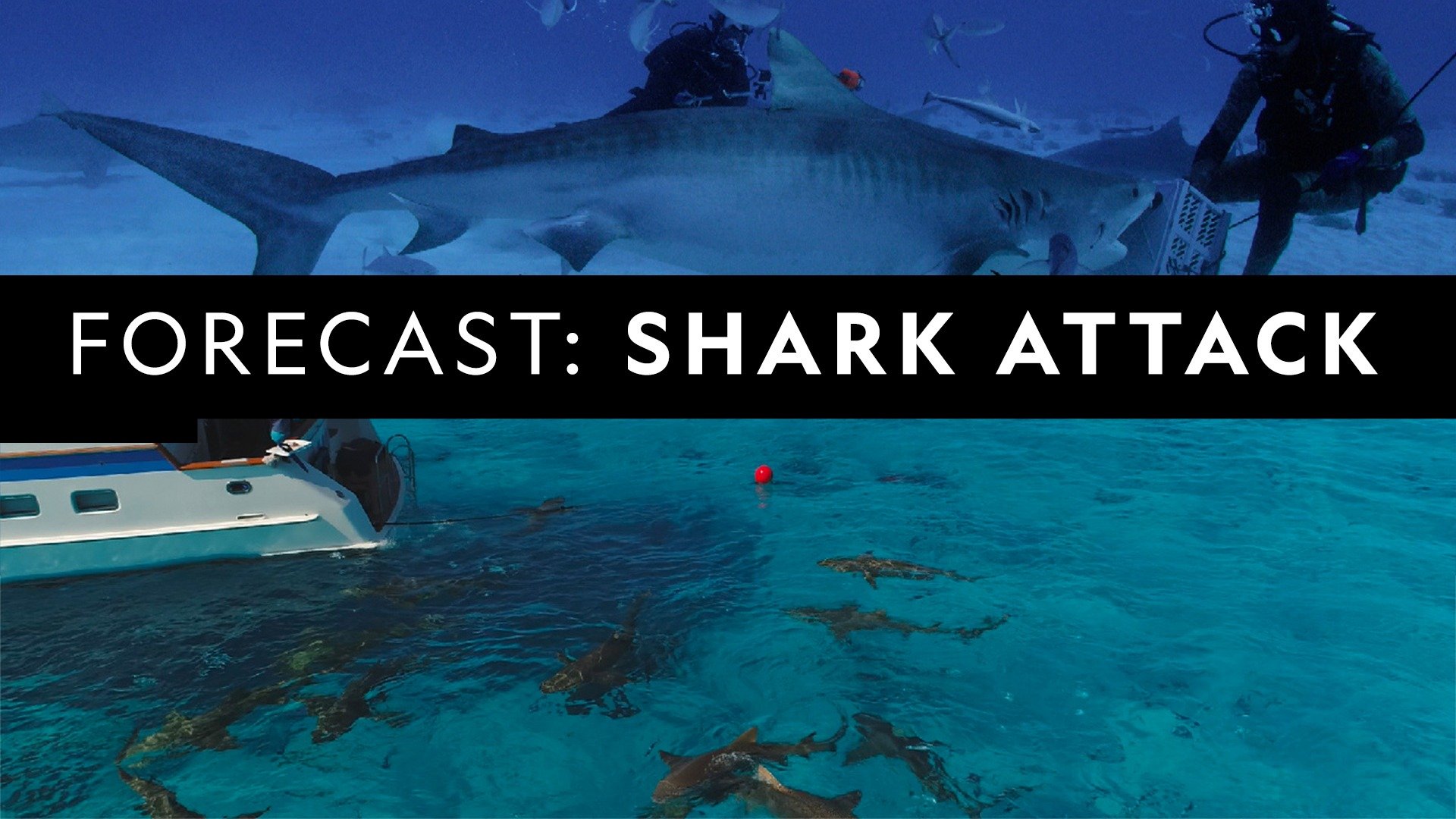 Forecast: Shark Attack