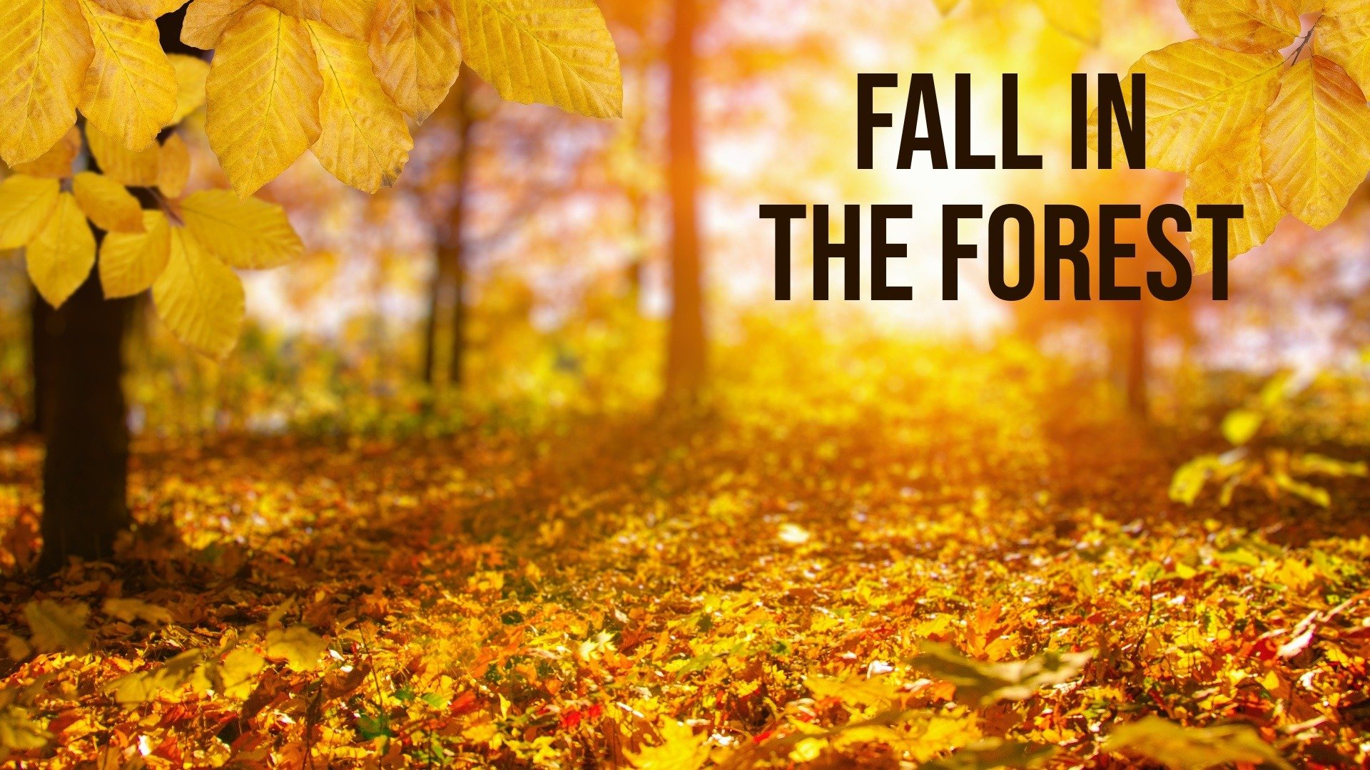 Fall in the Forest
