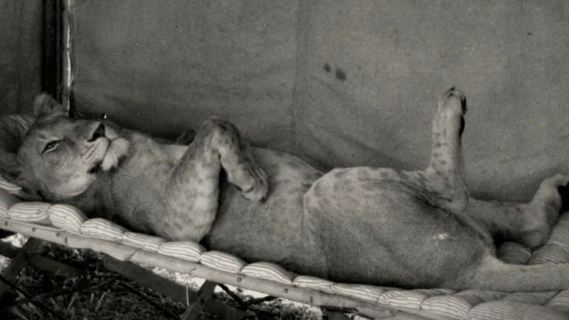 Elsa's Legacy: The Born Free Story