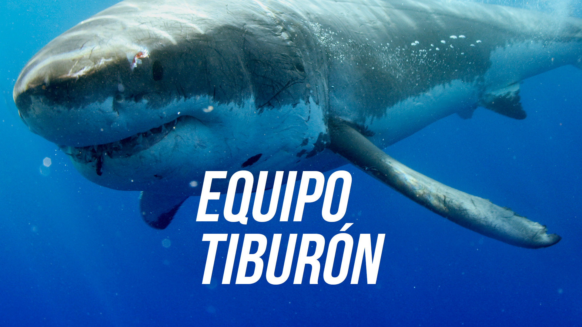Equipo Tiburón