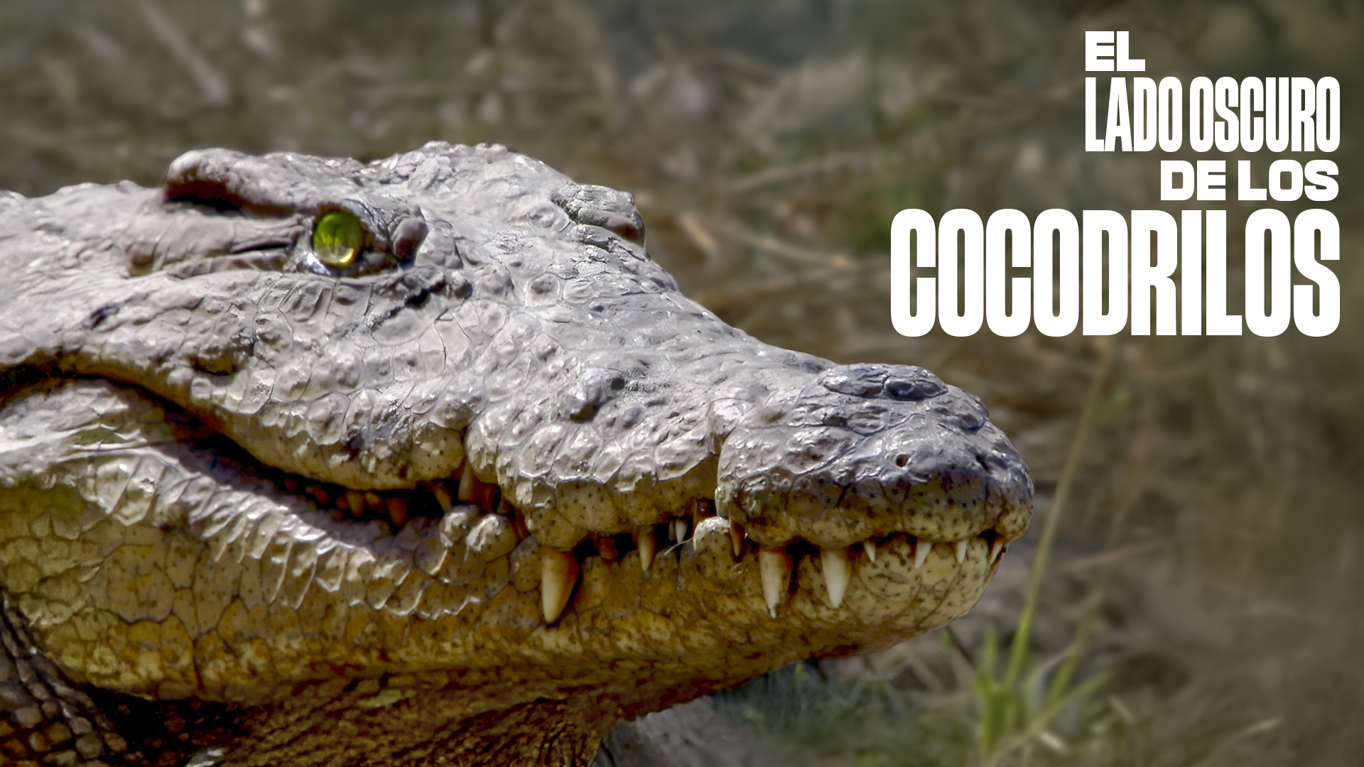 The Dark Side of Crocs