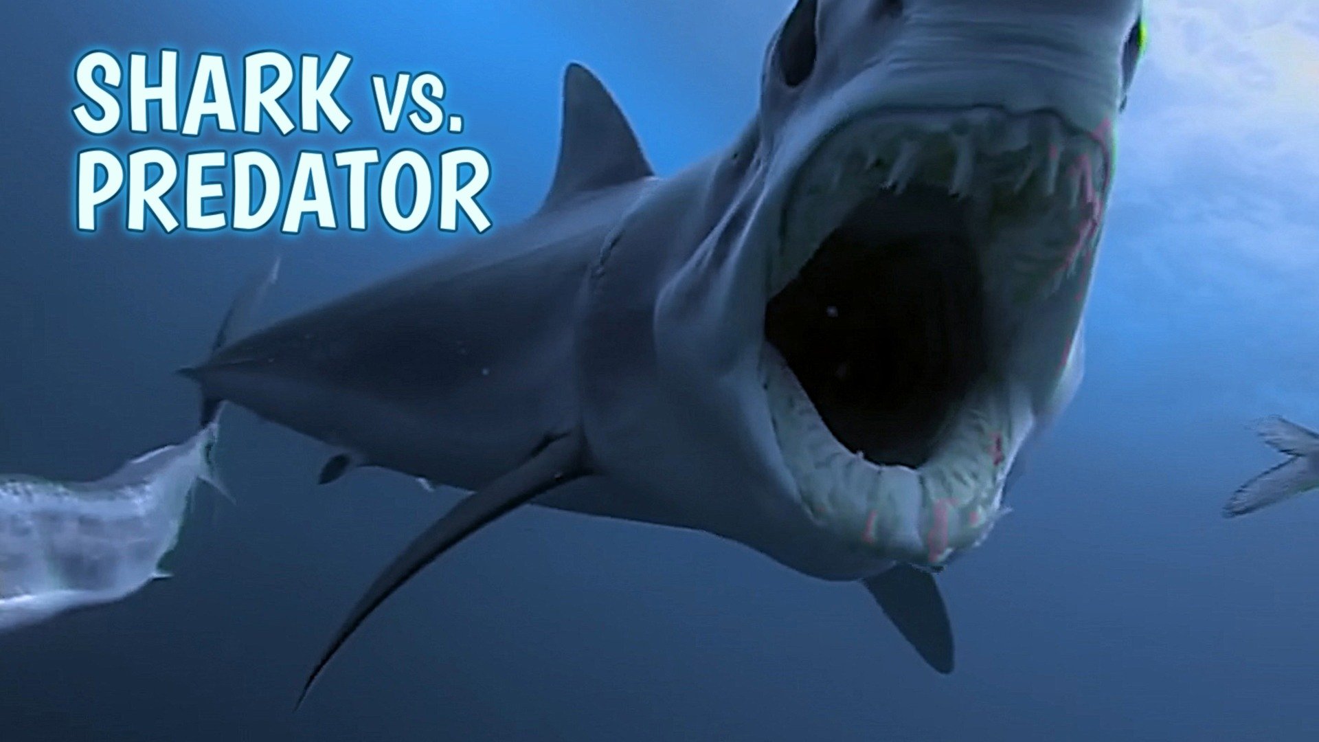Shark vs. Predator