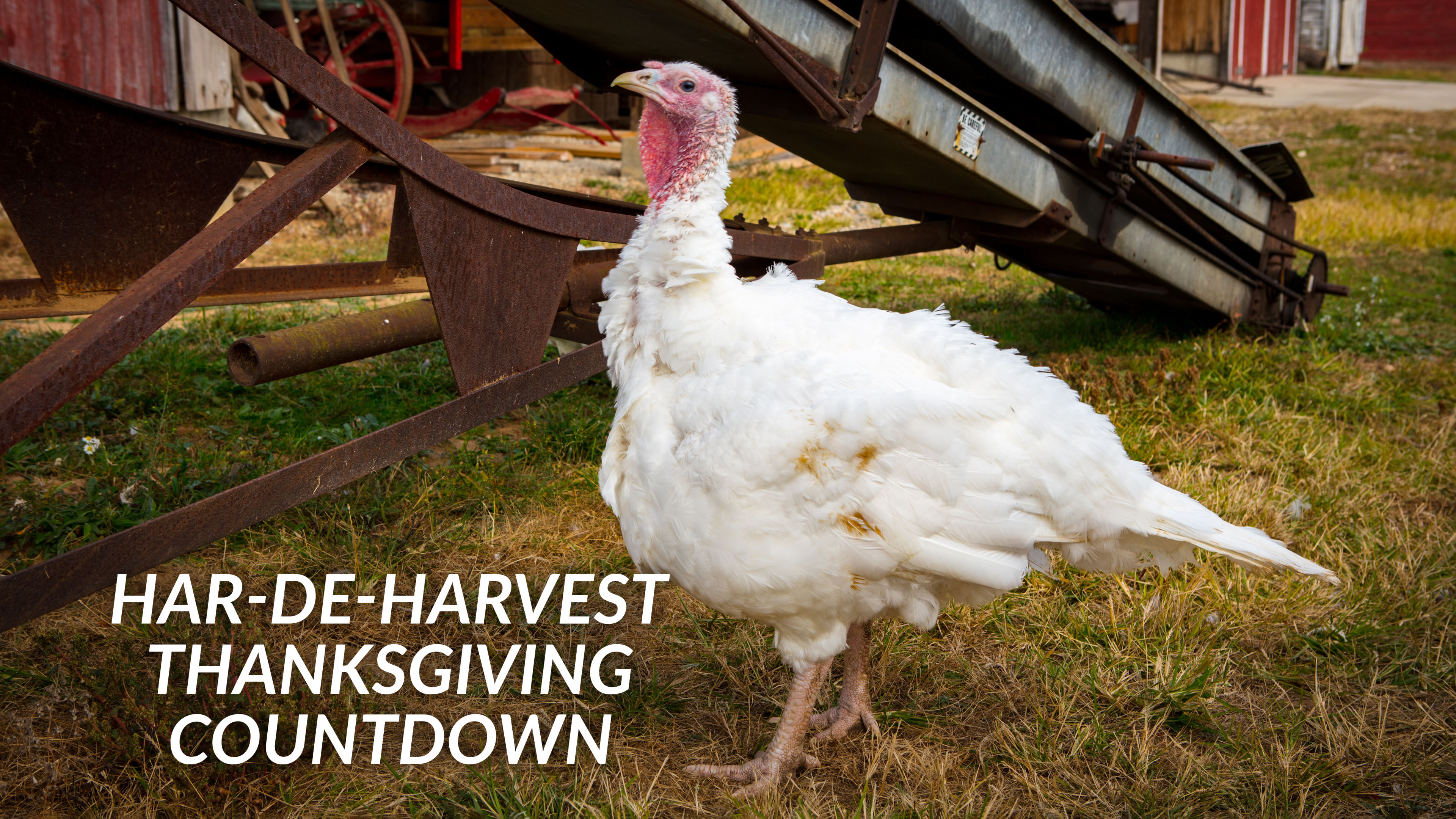 Har-De-Harvest Thanksgiving Countdown