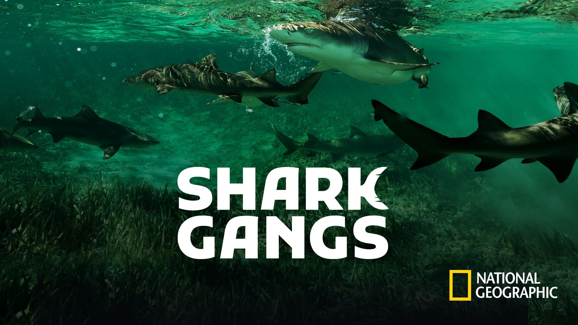 Shark Gangs