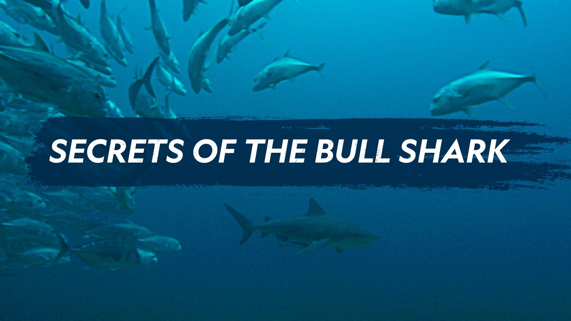 Secrets of the Bull Shark