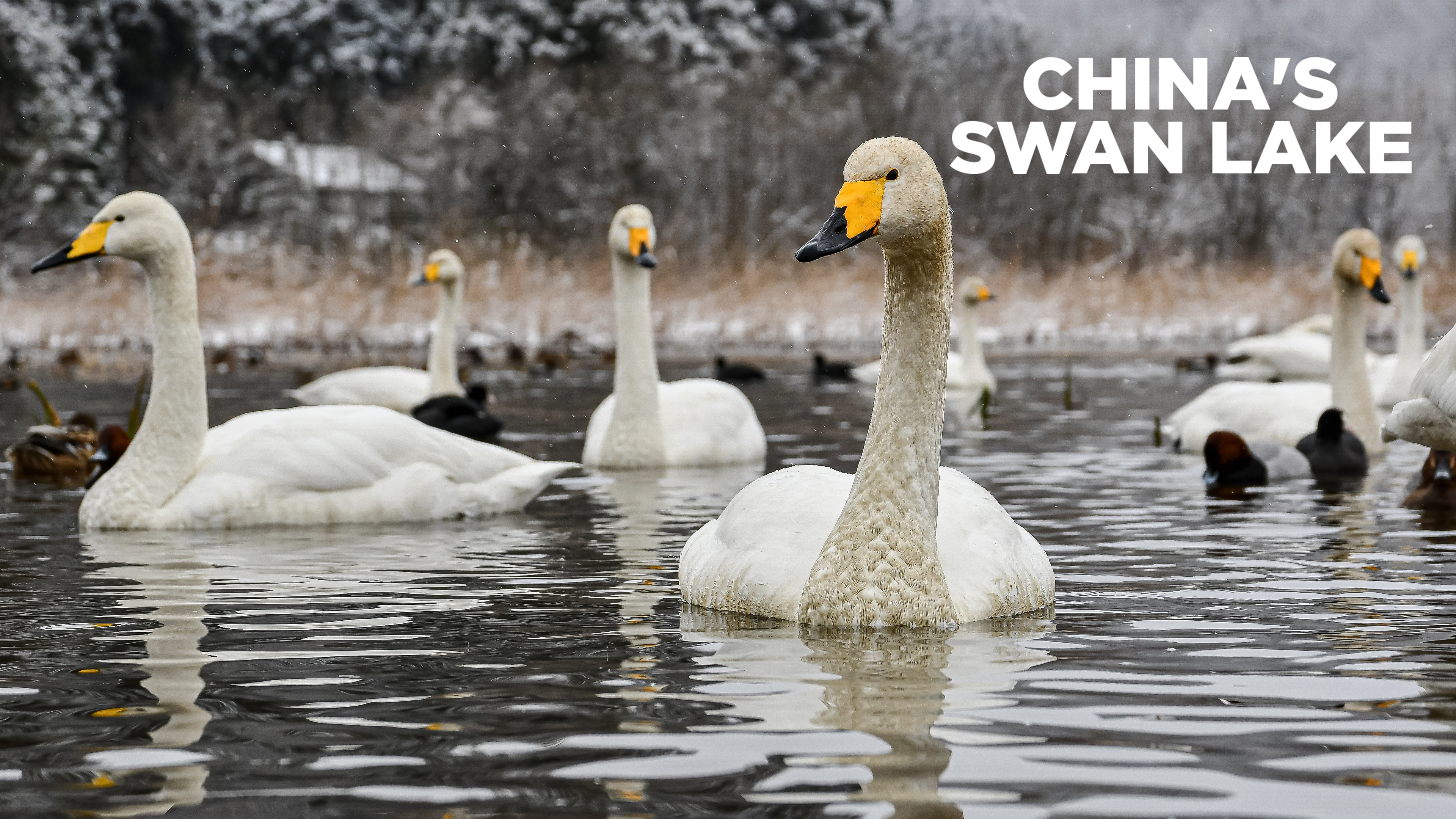 China's Swan Lake