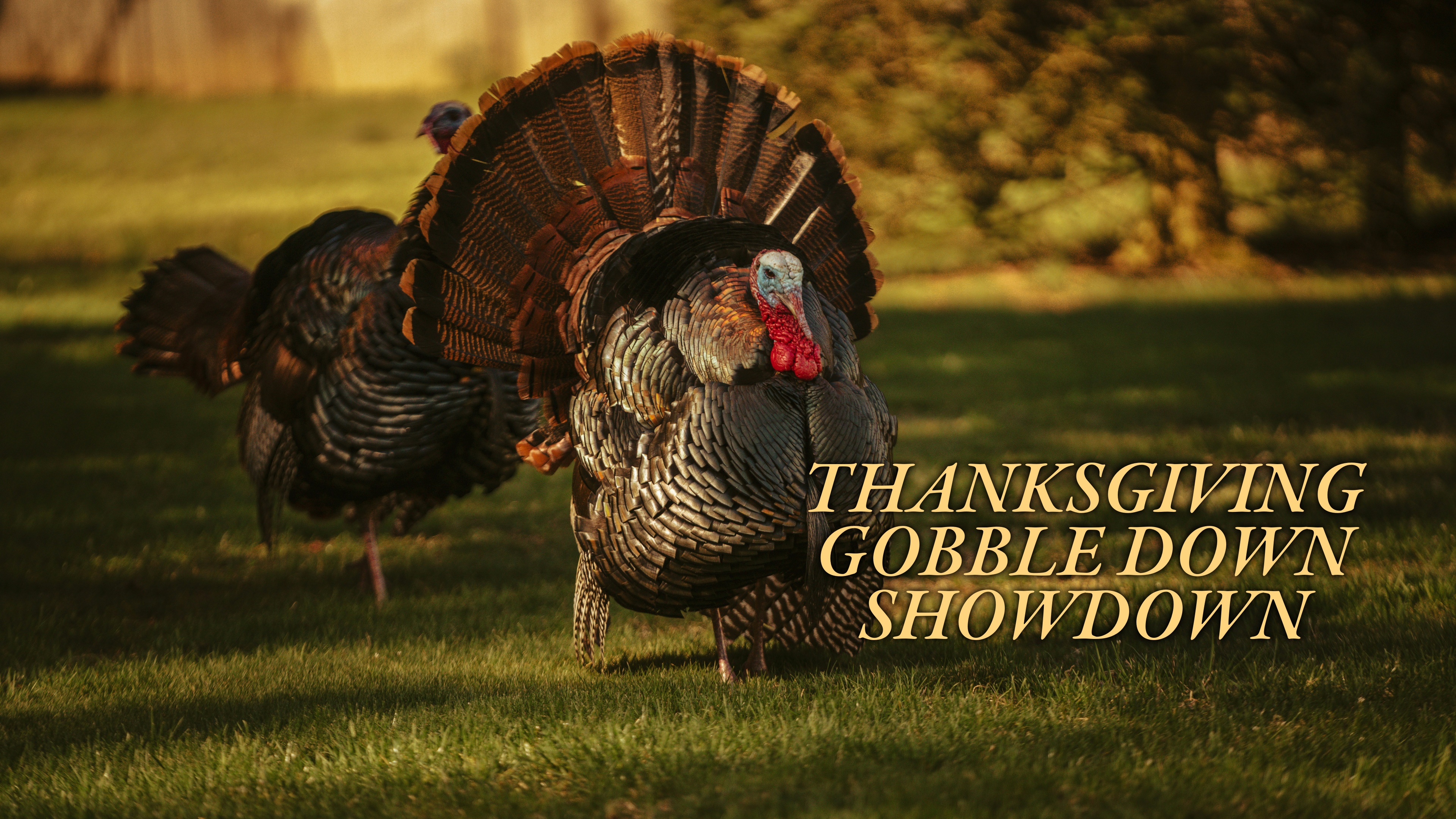 Thanksgiving Gobble Down Showdown