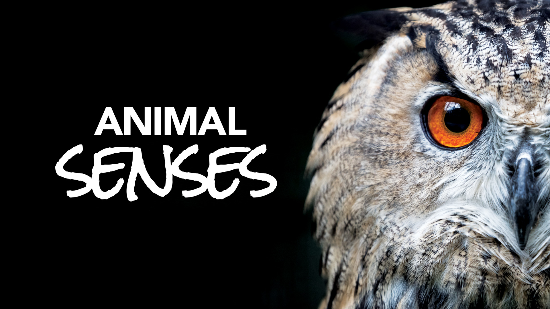 Animal Senses