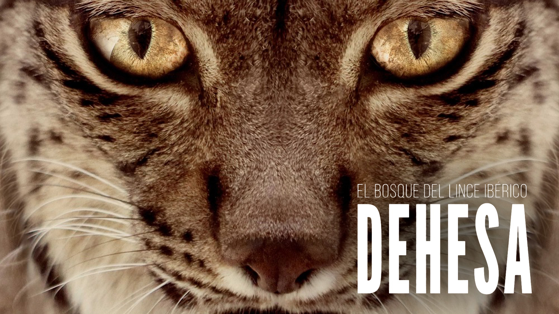 Dehesa: Forest of the Iberian Lynx