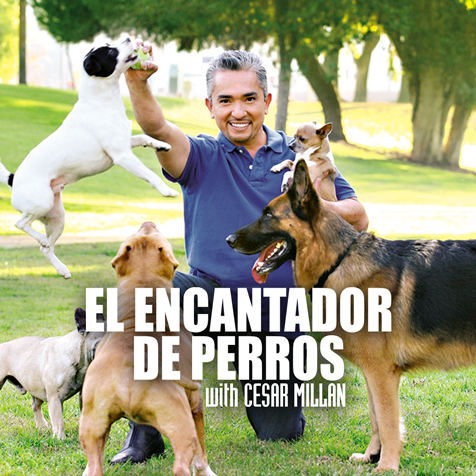 Encantador de Perros