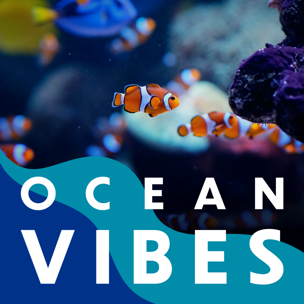 Ocean Vibes